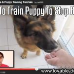 VIDEO TUTORIAL: How To Train Puppy To Stop Biting
