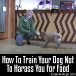 How To Train Your Dog Not To Harass You For Food