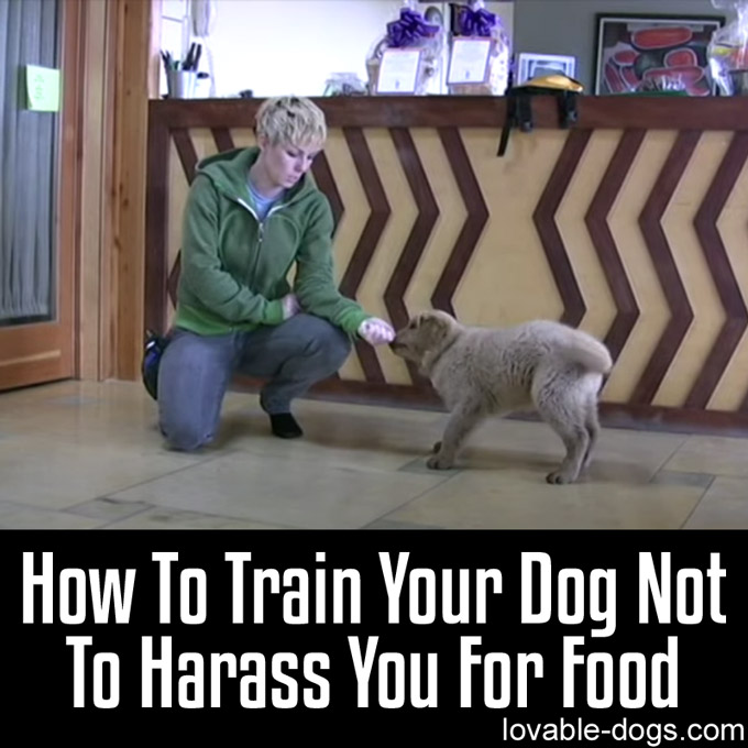 How To Train Your Dog Not To Harass You For Food - WP