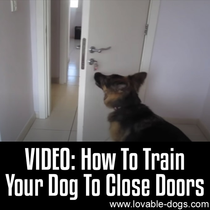 How To Train Your Dog To Close Doors - WP