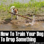 How To Train Your Dog To Drop Something