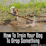 How To Train Your Dog To Drop Something