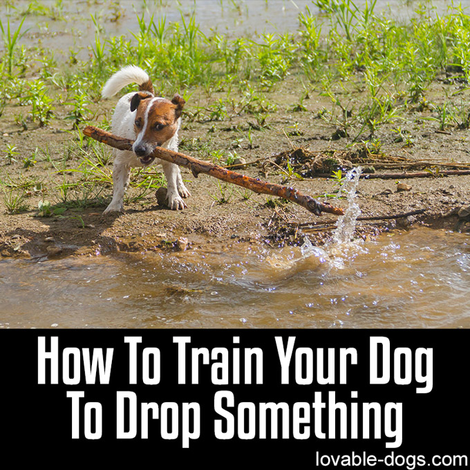 How To Train Your Dog To Drop Something - WP