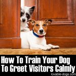 How To Train Your Dog To Greet Visitors Calmly