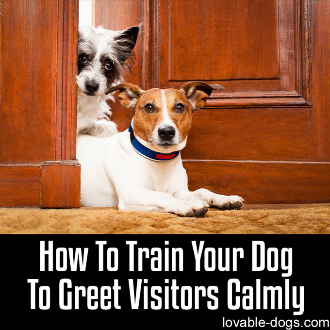 How To Train Your Dog To Greet Visitors Calmly - WP