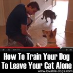 VIDEO: How To Train Your Dog To Leave Your Cat Alone