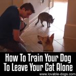 VIDEO: How To Train Your Dog To Leave Your Cat Alone