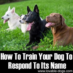 Lovable Dogs How To Train Your Dog To Respond To Its Name - Lovable Dogs