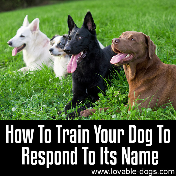 How To Train Your Dog To Respond To Its Name - WP
