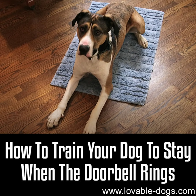 How To Train Your Dog To Stay When The Doorbell Rings - WP