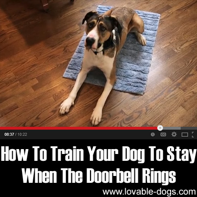 How To Train Your Dog To Stay When The Doorbell Rings