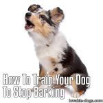 How To Teach Any Dog To Stop Barking – Humanely, Effectively, and Naturally