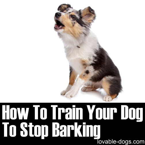 How To Train Your Dog To Stop Barking