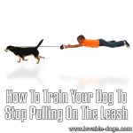 How To Train Your Dog To Stop Pulling On The Leash