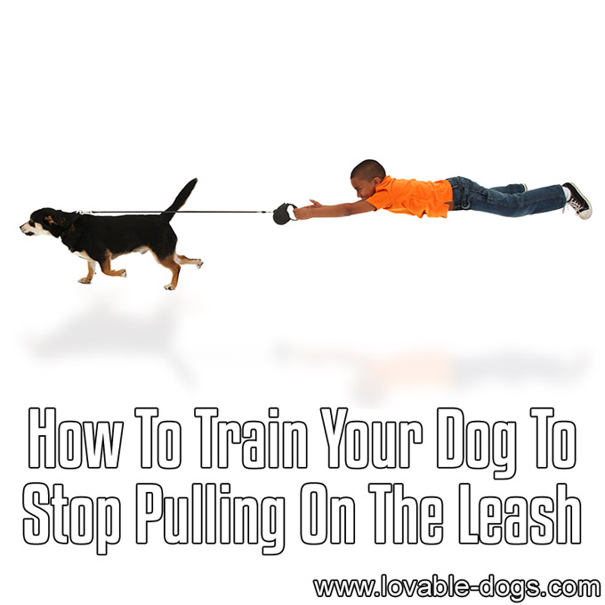 How To Train Your Dog To Stop Pulling On The Leash - WP