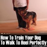 How To Train Your Dog To Heel Perfectly
