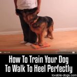 How To Train Your Dog To Heel Perfectly