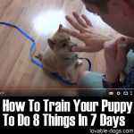 How To Train Your Puppy To Do 8 Things In 7 Days