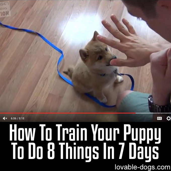 How To Train Your Puppy To Do 8 Things In 7 Days - WP
