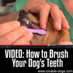 VIDEO: How To Brush Your Dog’s Teeth
