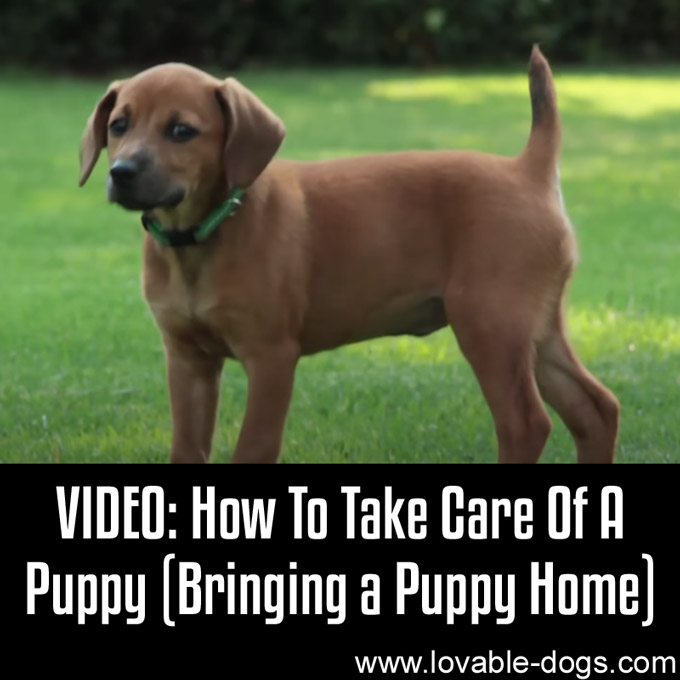 How to Take Care of a Puppy Bringing a Puppy Home - WP