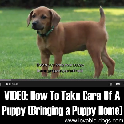 How to Take Care of a Puppy Bringing a Puppy Home