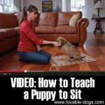 VIDEO: How To Teach A Puppy To Sit
