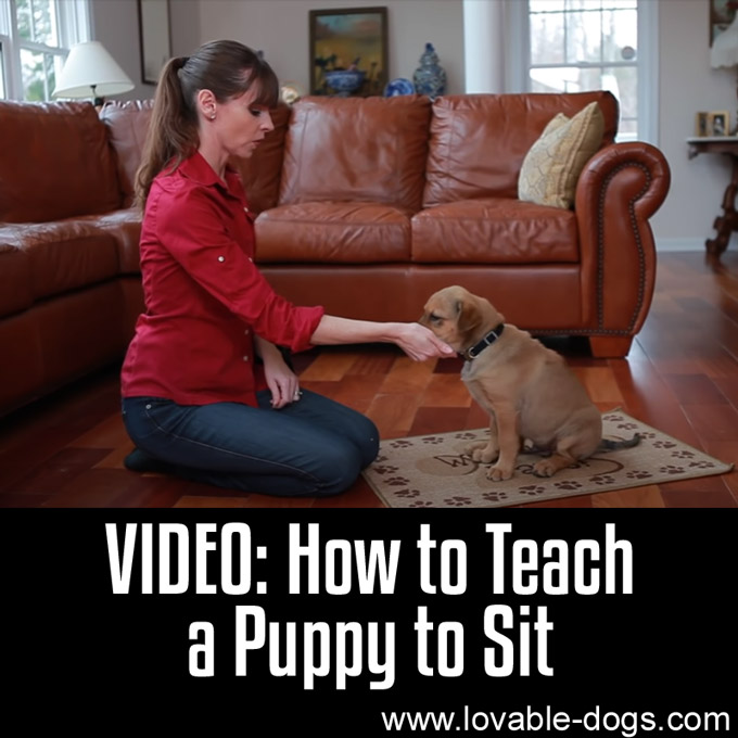 How to Teach a Puppy to Sit - WP