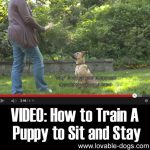 VIDEO: How To Train A Puppy To Sit And Stay