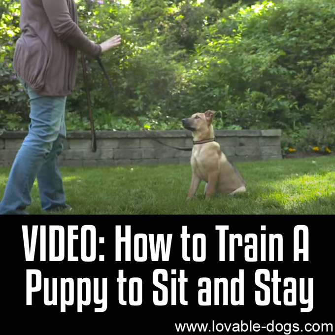 How to Train a Puppy to Sit and Stay - WP