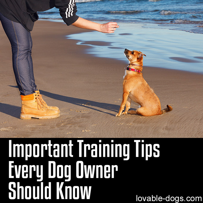 Important Training Tips Every Dog Owner Should Know - WP