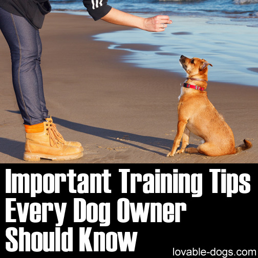 Important Training Tips Every Dog Owner Should Know