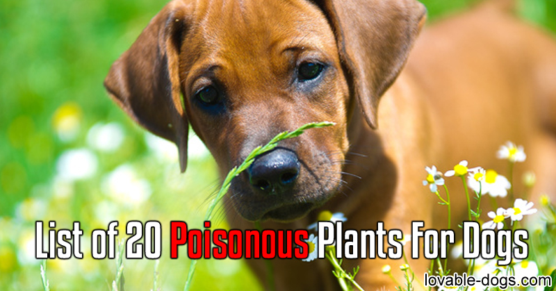 List Of 20 Poisonous Plants For Dogs - Lovable Dogs