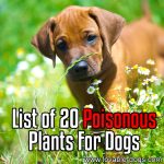 List Of 20 Poisonous Plants For Dogs