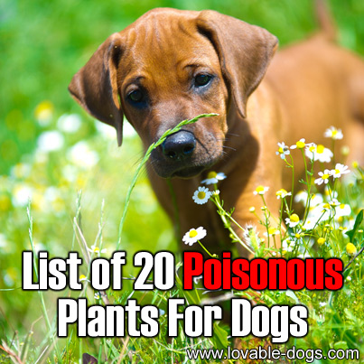 List Of 20 Poisonous Plants For Dogs