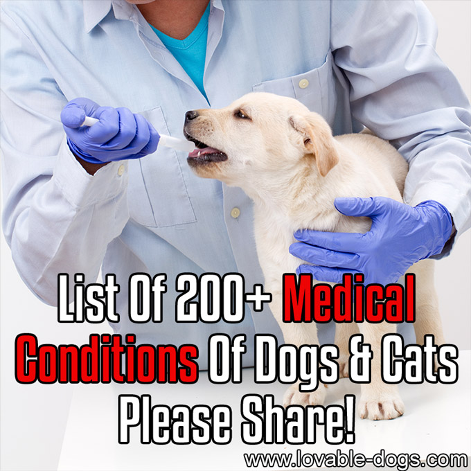 List Of 200+ Medical Conditions Of Dogs And Cats - WP