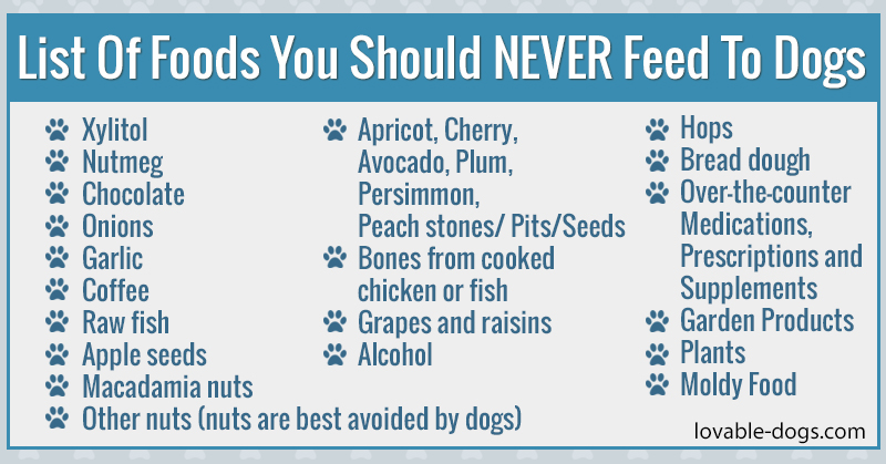 List Of Foods You Should NEVER Feed To Dogs - Lovable Dogs