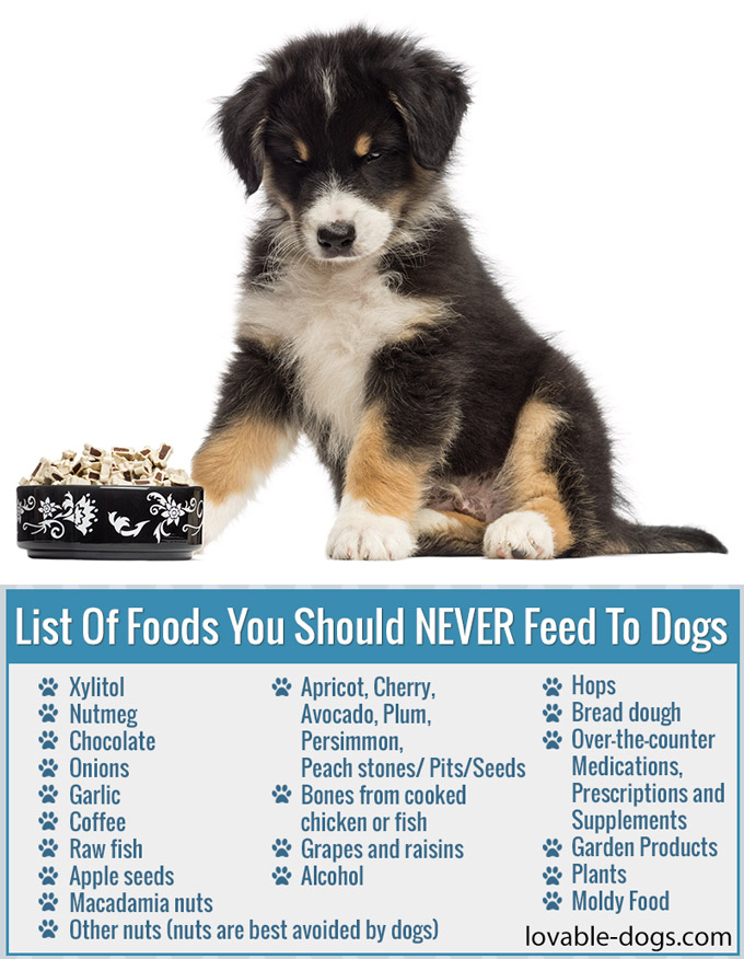 List Of Foods You Should NEVER Feed To Dogs