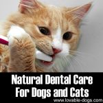Natural Dental Care For Dogs And Cats