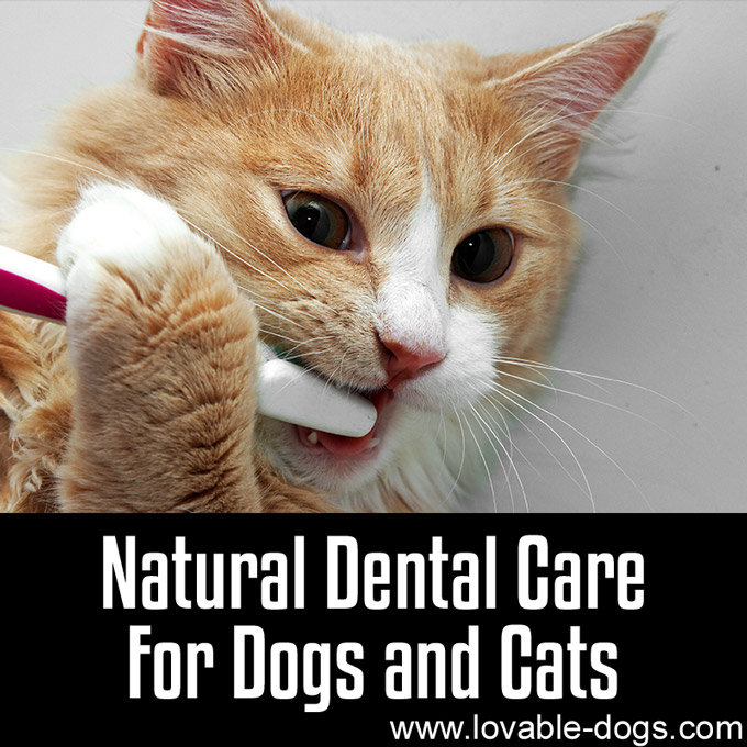 Natural Dental Care for Dogs and Cats - WP