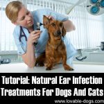 Natural Ear Infection Treatments For Dogs And Cats