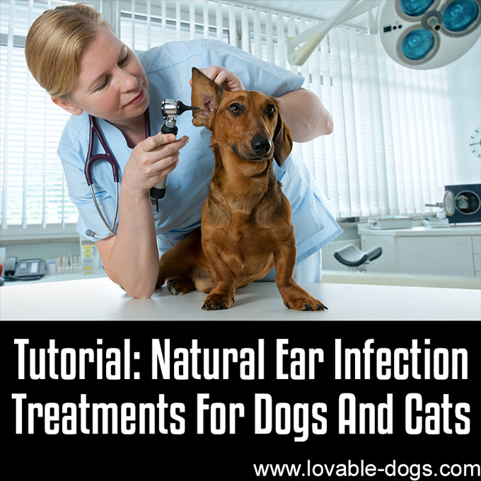 Natural Ear Infection Treatments For Dogs And Cats - WP