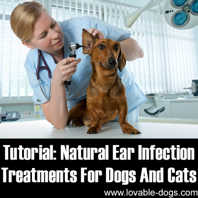 Lovable Dogs Natural Ear Infection Treatments For Dogs And Cats ...