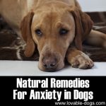 Natural Remedies For Anxiety In Dogs