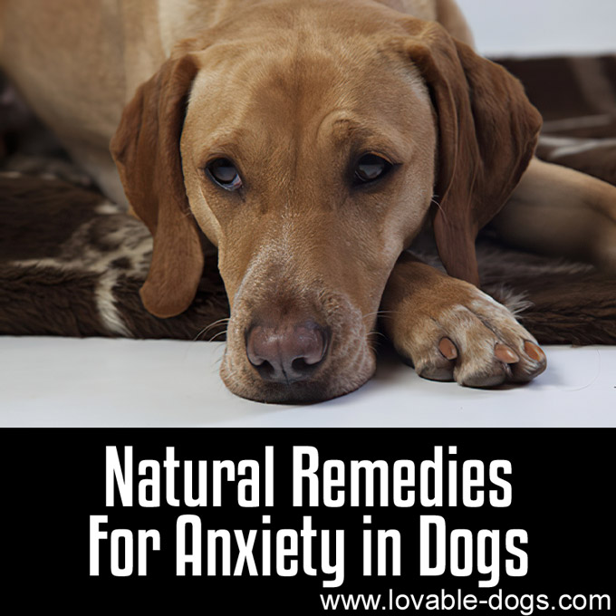 Natural Remedies for Anxiety in Dogs - WP