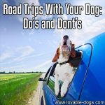 Road Trips With Your Dog: Do’s and Don’ts