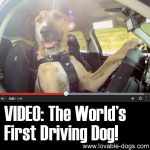 VIDEO: The Worlds First Driving Dog