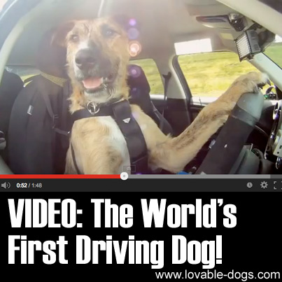 The Worlds First Driving Dog