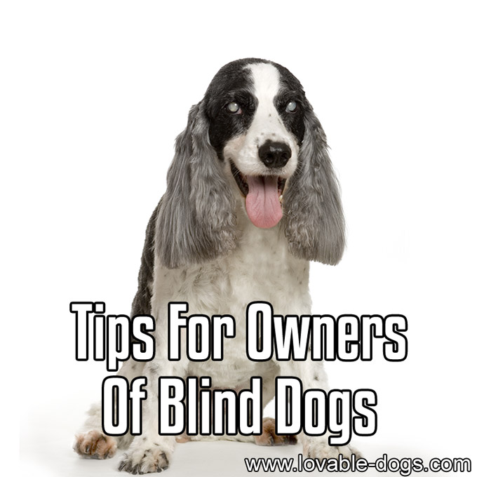 Tips For Owners Of Blind Dogs - WP