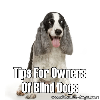 Tips For Owners Of Blind Dogs